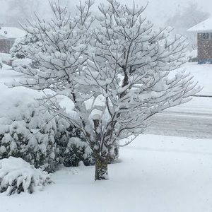 Meet your Posher, Cledis